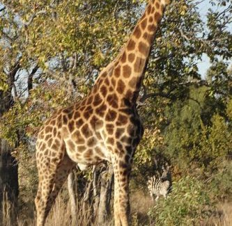 Tierpoort Apartment | Mabula Game Reserve