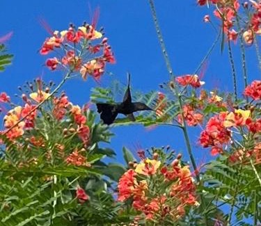 Malendure Apartment | Magnifique vue mer sur baie de Malendure