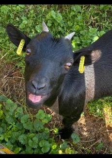 Auxonne House | Maison de la forêt