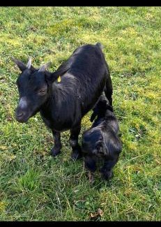 Auxonne House | Maison de la forêt