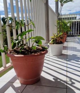 Sainte-Anne House | Maison de vacances Palmier