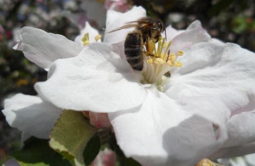 Boischampre House | Maison du XVIIe siècle avec jardin à Vrigny - Wifi inclus - FR-1-497-32