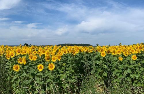 Serecourt Apartment | Maison Le Haut Fée
