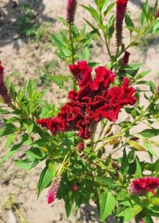 Yurimaguas Hotel | Majestic Mical