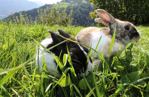 Albions House | Malsethhof