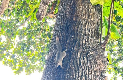 Pulau Perhentian Besar Hotel | Mama's Chalet Pulau Perhentian Besar