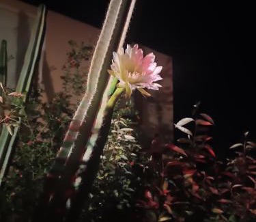 Kambos Apartment | Mandarini