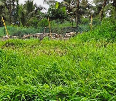 Kumarakom House | Mango Kerala Homes