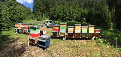 Castello-Molina di Fiemme House | Maso Toneto