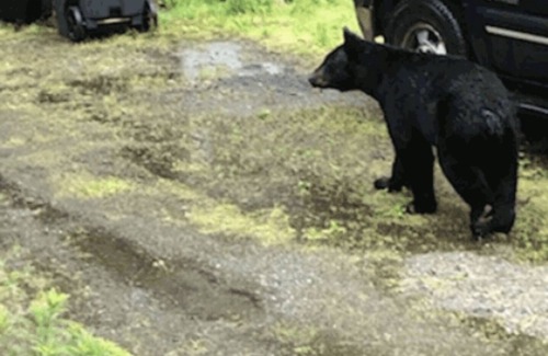 Mendenhaven House | Mendenhall Glacier Bear Den