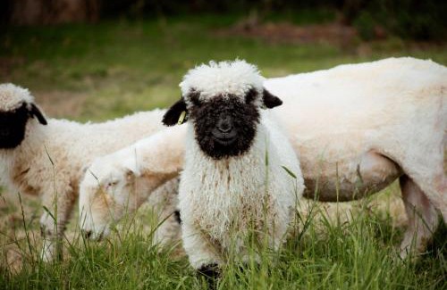 West Compton House | Milkmaids Cottage - Rudge Farm Cottages