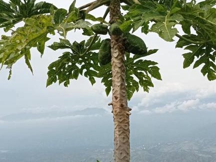 Olaya House | Mirador las Mercedes