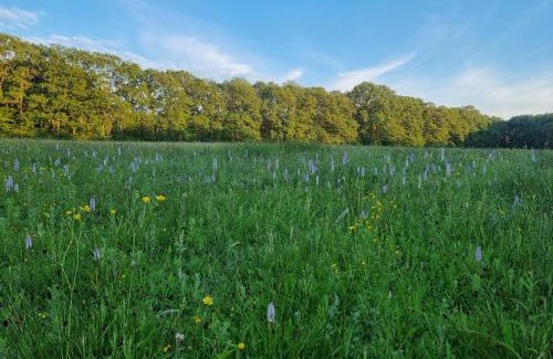 Ashford Other | Moat Farm Bell tents
