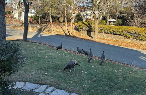 Arlington Apartment | Modern newly built 1-bedroom condo, w/art, WiIFI AC in pleasant residential area