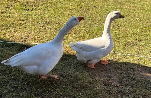 Moieciu Cabin | Mont Crai