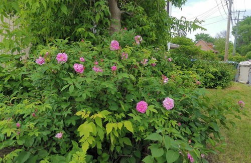 Sainte-Catherine Hotel | Motel Sainte Catherine