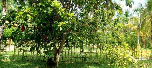 Ahangama Villa | Nakanda Mini Oaicis