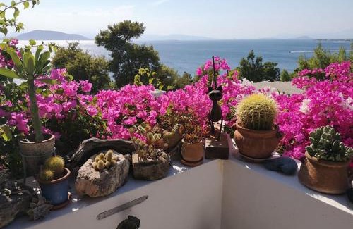 Kontos House | Narcissus