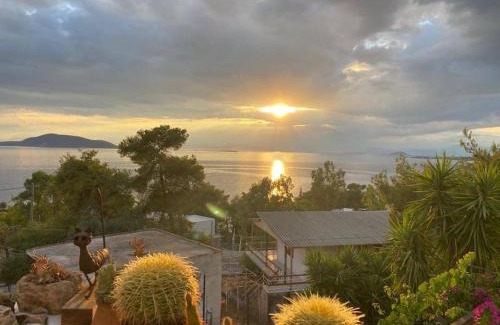 Kontos House | Narcissus