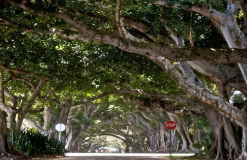 Coral Way Cottage | New Listing! 5min walk to Coral Gables! Zen Loft! Explore, Relax, & Indulge.