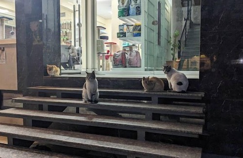 Mirpur Hotel | New Mehwish Hotel