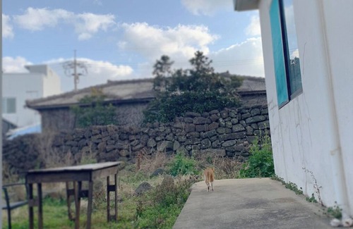 Aewol House | Noelle's "Cozy Jeju Home share" for Jeju travelers. (women only)