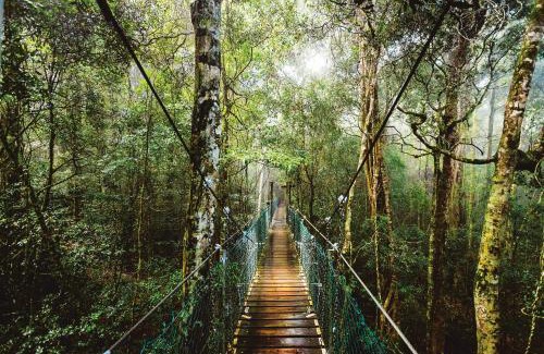 O'reilly Hotel | O'Reilly's Rainforest Retreat