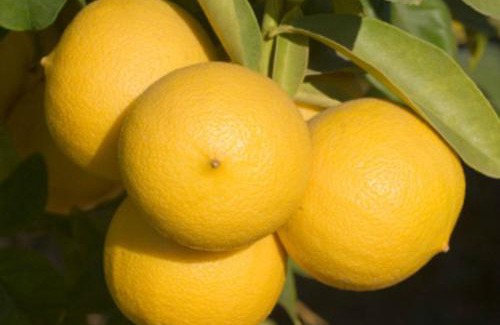 Condofuri Bed & Breakfast | Oikos