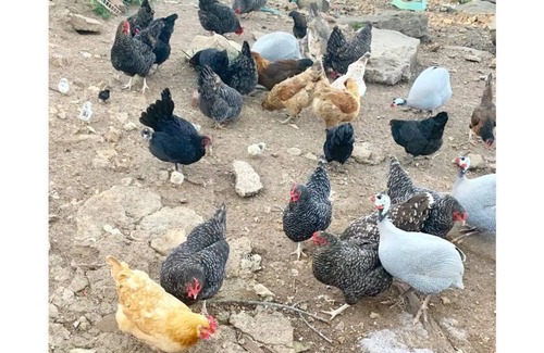 Western Grove RV Rental | Open space camping with Free Parking and outside s