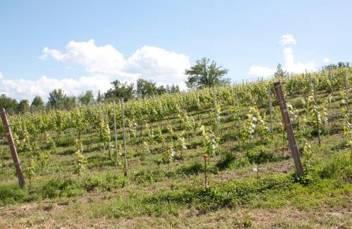 Arce House | Palazzo Tronconi agriturismo