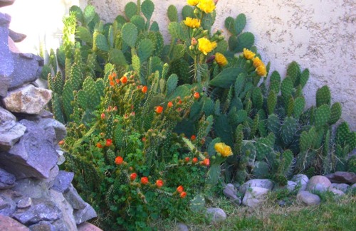 Eugenio Bustos Bed & Breakfast | Pasos Andinos B&B