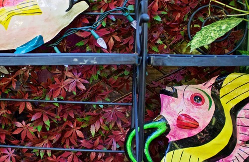 Cordova Bay Apartment | Peaceful Heritage Home at Elk Lake