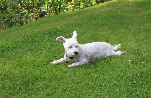 Pemberton Apartment | Pemberton Valley 1 bedroom suite king bed gorgeous views parking walk to Village