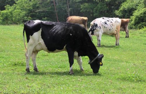 Hara Hotel | Pension Peppermint House