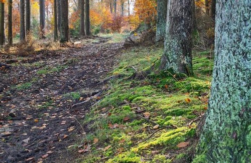 Drees House | Pensionszimmer Larifari