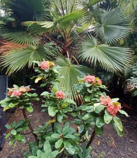 Pointe-Noire Ski Chalet | "Pollux" La chambre aux étoiles ciel ouvert atypique