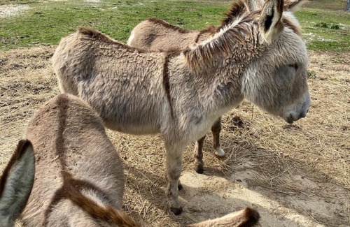 Temperanceville Other | Pony Pines Farm