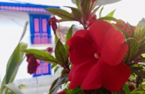 Salento House | Posada Elenita