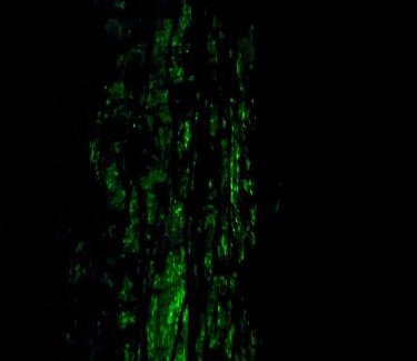 Nuqui House | Posada Nativa sol y mar