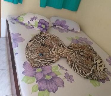 Japuiba Bed & Breakfast | Pousada Moura