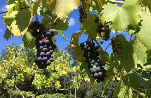 Guilhofrei Apartment | Quinta da Quinta