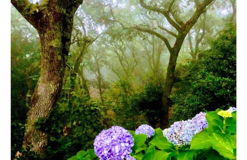 Monserrate House | Quinta Senhora da Vida - a house in the middle of the forest, overlooking the sea