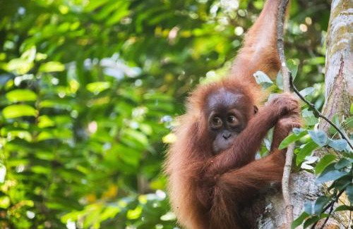 Bukit Lawang House | Ramban Jungle