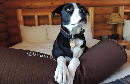 Moran Cottage | Rare Find for 6! Great Wooden Cottage, Free Parking, Pet-Friendly