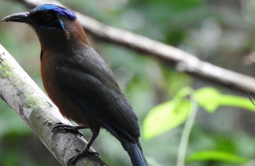 San Juan Bautista Cabin | Red Uakari Jungle Lodge