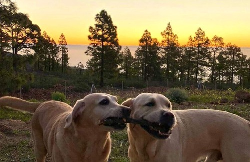 Arico Cottage | REFUGIO MEDITACIÓN Y NATURALEZA