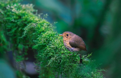 Nanegalito Cabin | Refugio Paz de las Aves