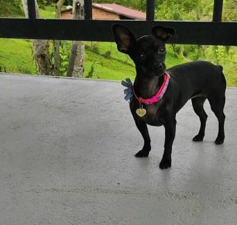 Copacabana House | Refugio Tororoi