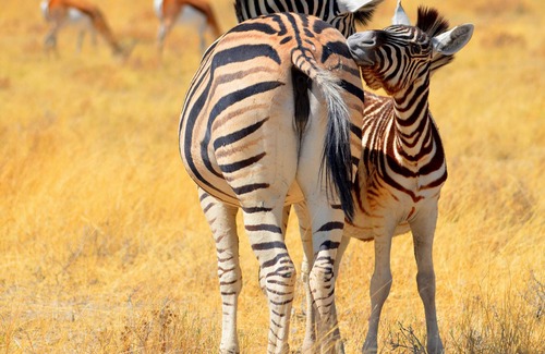 Nelspruit Apartment | Rene's beautiful place