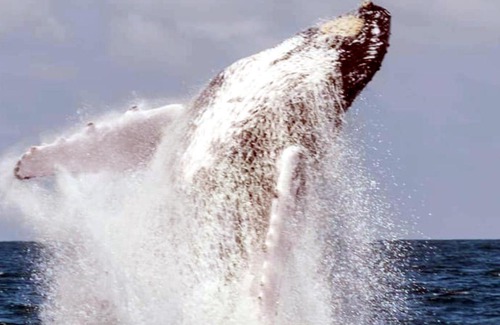 Arusi Other | Reserva Natural Selva Mojada